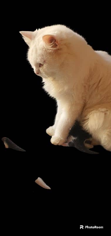 persian white cat 1