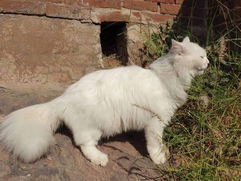 persian white cat 2