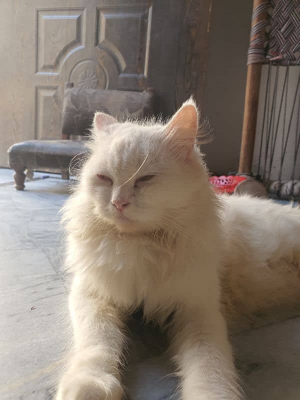 persian white cat 3