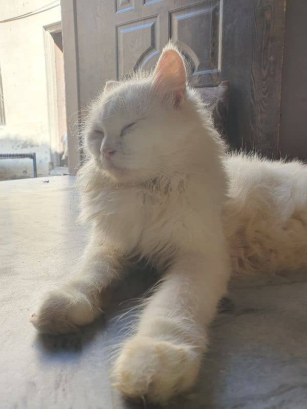 persian white cat 4