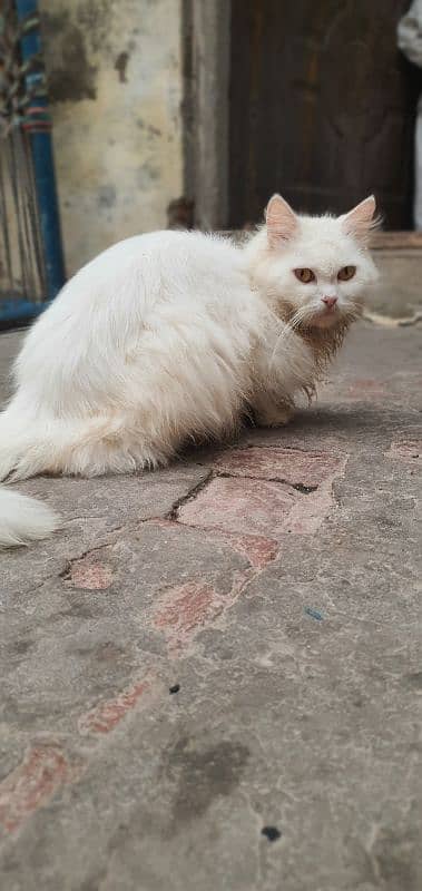 persian white cat 5