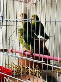 love birds green 3 pieces with cage (pinjara)