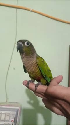 Conure Pair For Sale. . . .