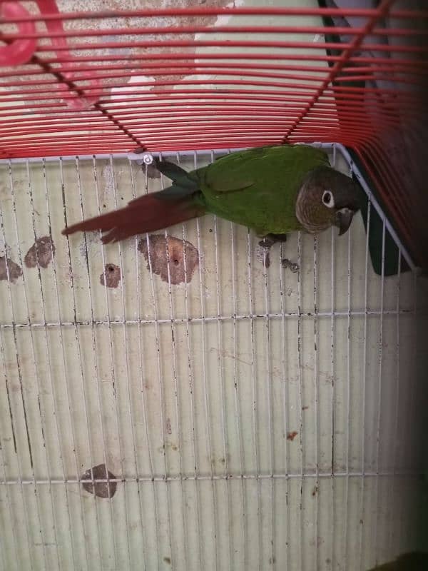 Conure Pair For Sale. . . . 1