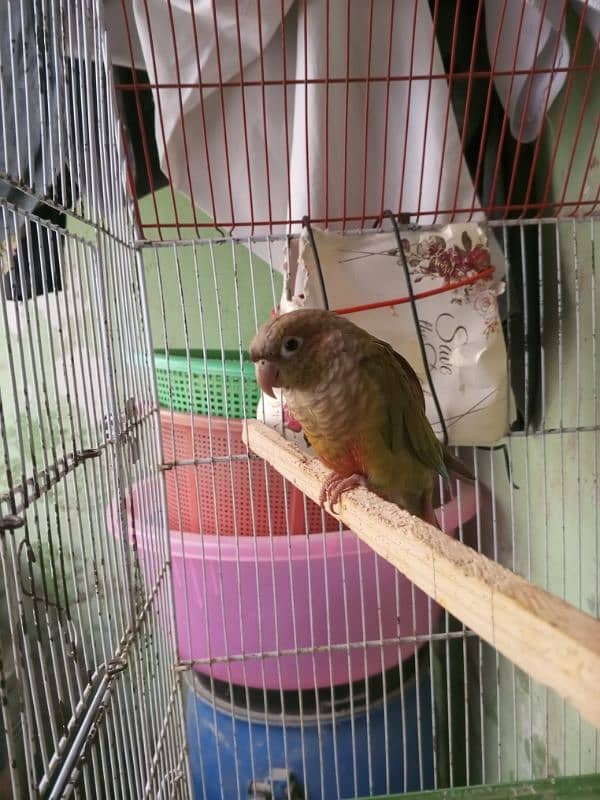 Conure Pair For Sale. . . . 2