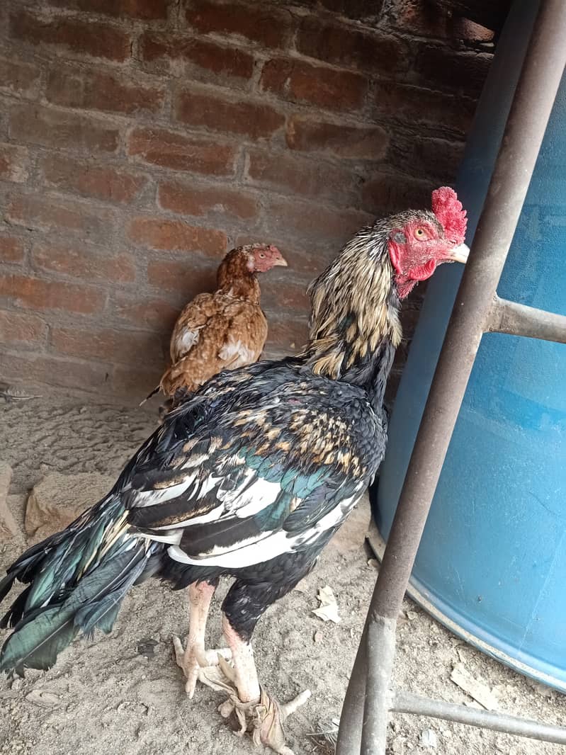 Aseel Breedr Murga for sale 5