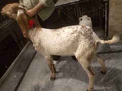 makhi cheeni Goat