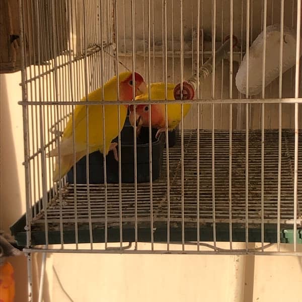 lutino love birds 1