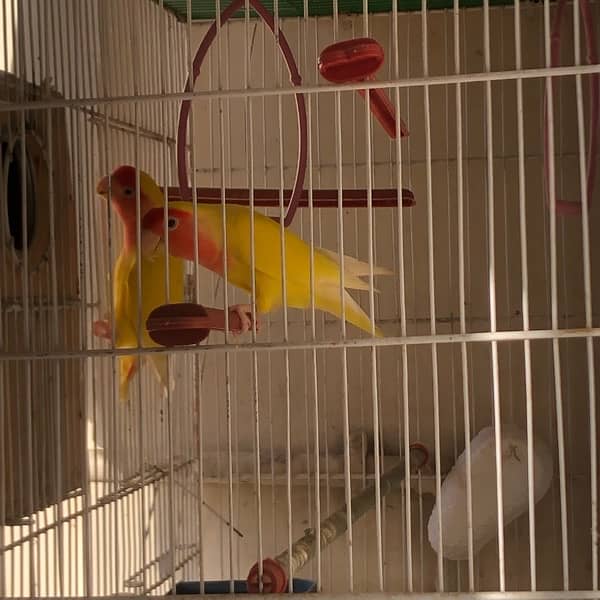 lutino love birds 2