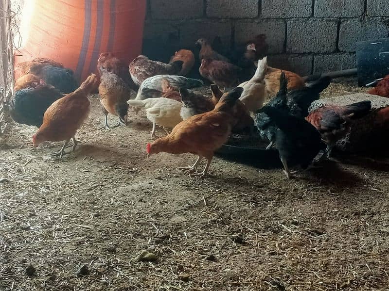 for sale healthy chicks 0