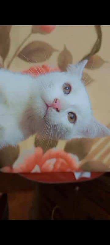 Persian kittens pair blue eyes 6