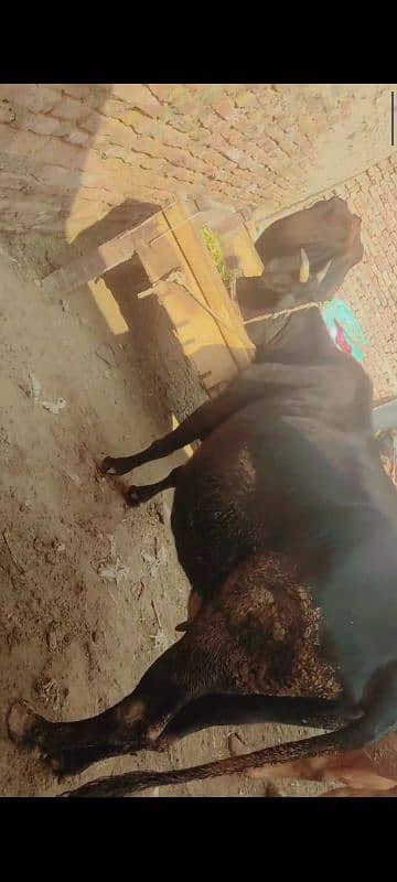 3 cows for sale in  5 lac 0