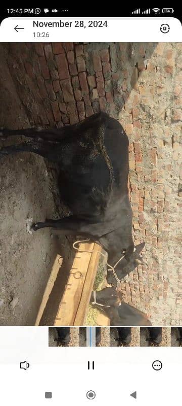 3 cows for sale in  5 lac 1