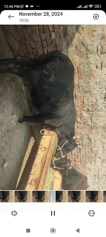 3 cows for sale in  5 lac 2