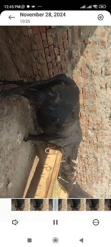 3 cows for sale in  5 lac 3