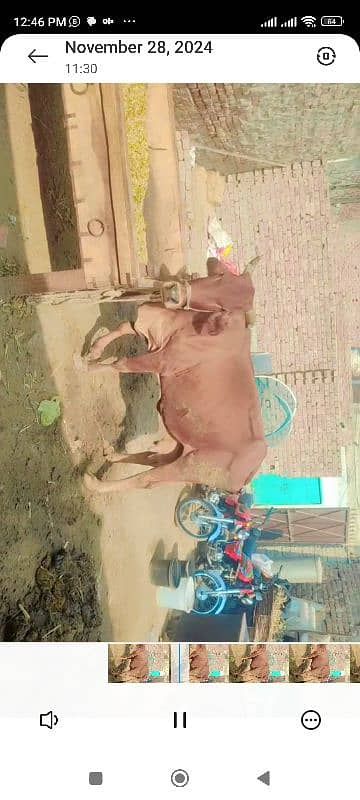 3 cows for sale in  5 lac 5