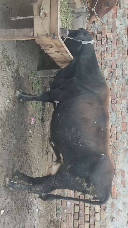 3 cows for sale in  5 lac 6