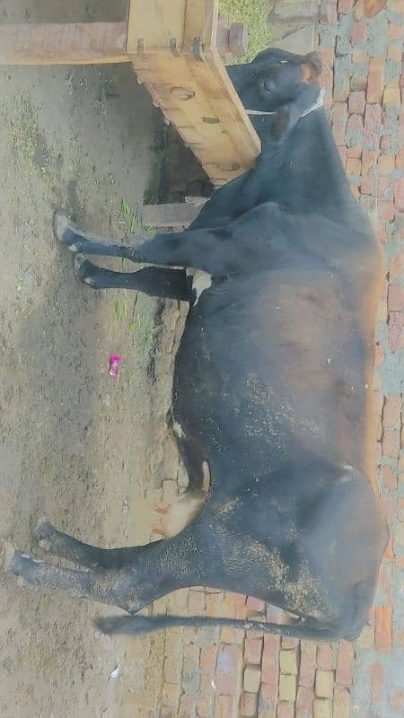 3 cows for sale in  5 lac 7