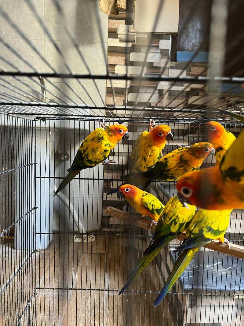 Conures/ sun Conures/ parrots 4