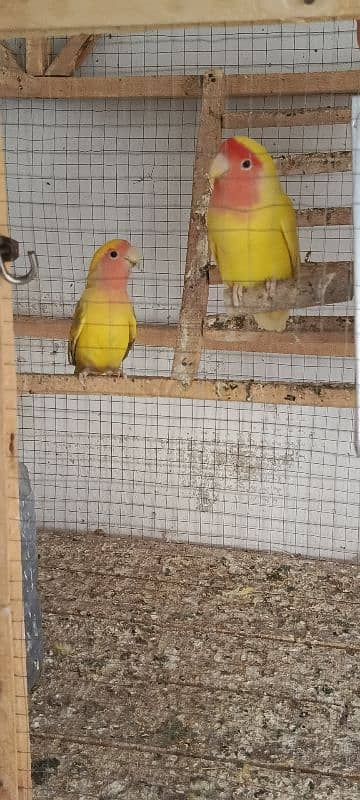 love bird for sale. . full. . beader 0