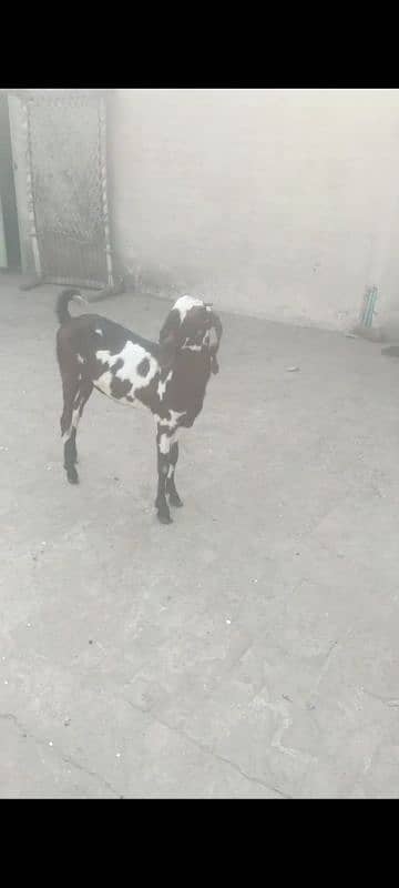 Desi Gaban bakri with Health and active path 0