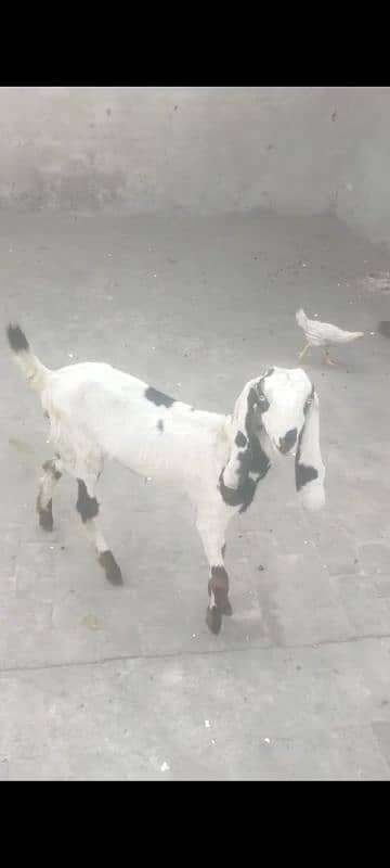 Desi Gaban bakri with Health and active path 2