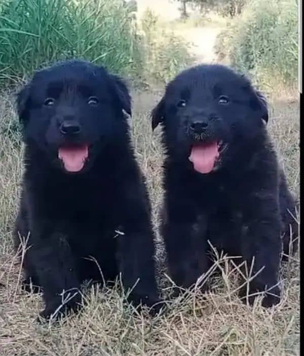 black Shepherd long Court male female pair for sale 0