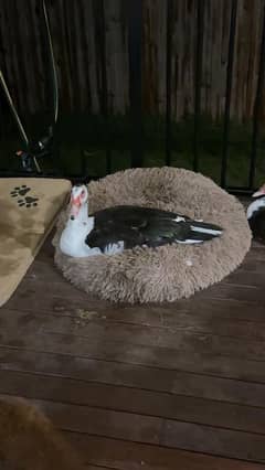 muscavy ducks 6 month age for sale