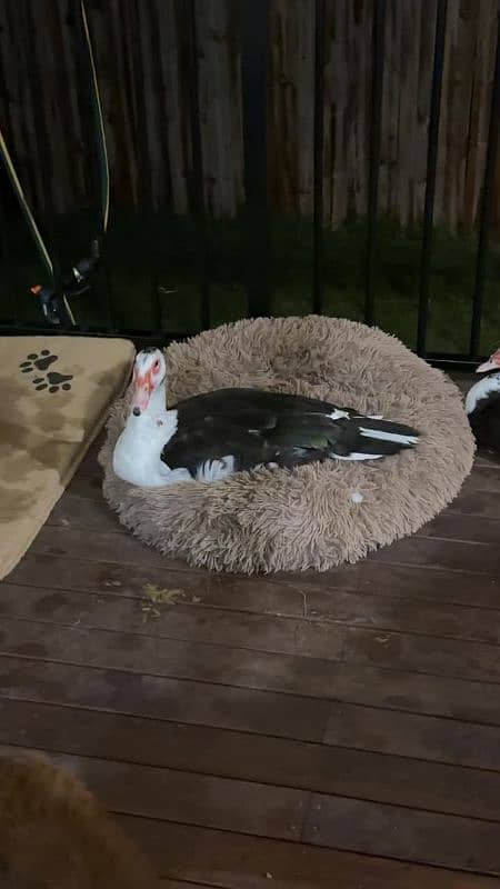 muscavy ducks 6 month age for sale 0