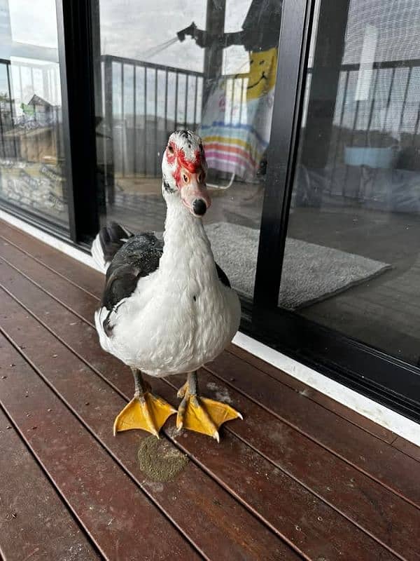 muscavy ducks 6 month age for sale 1