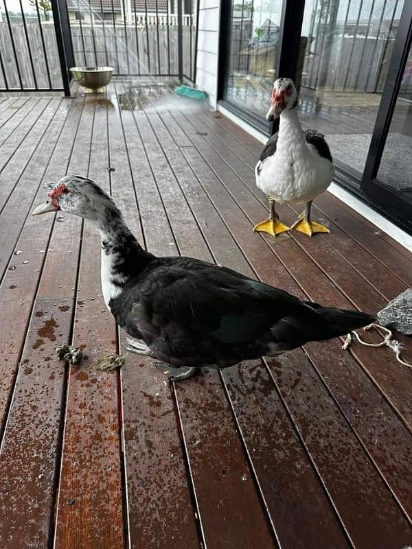 muscavy ducks 6 month age for sale 2