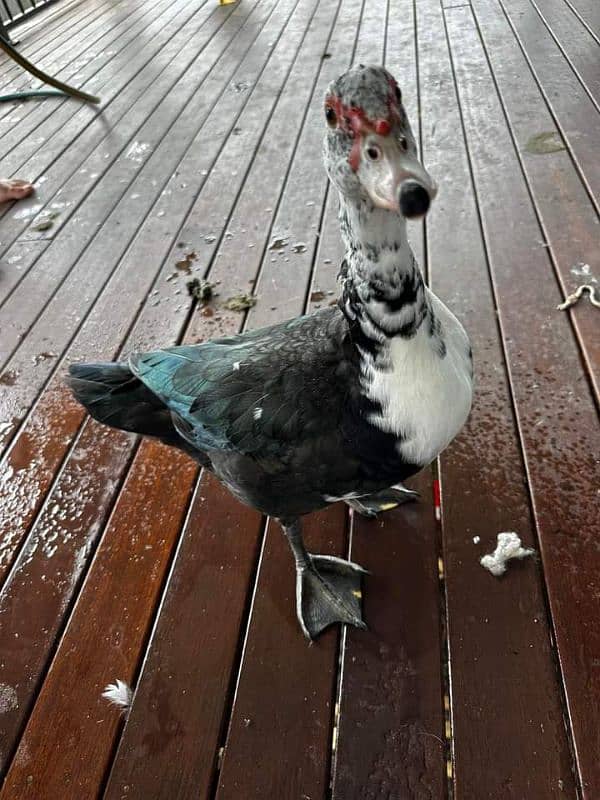 muscavy ducks 6 month age for sale 3