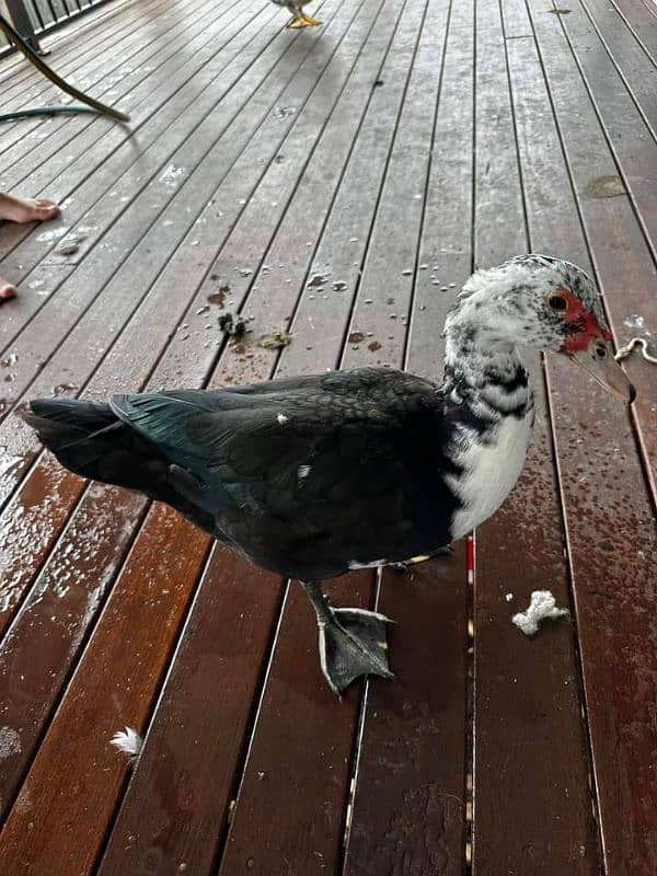 muscavy ducks 6 month age for sale 4