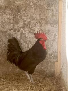 Australorp hen