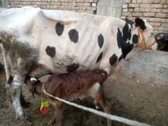 pure fhresion walaiti  cow