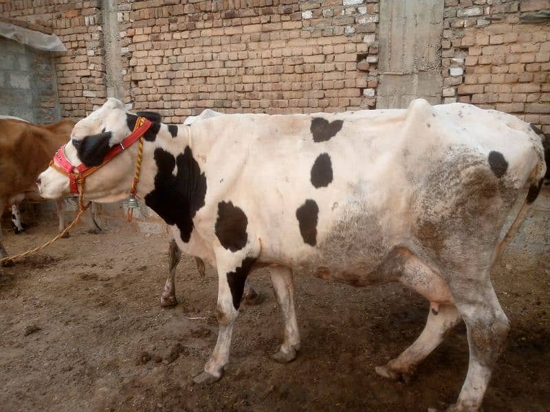 pure fhresion walaiti  cow 1