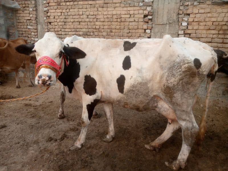 pure fhresion walaiti  cow 3