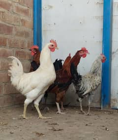 Golden misri desi murgay hens