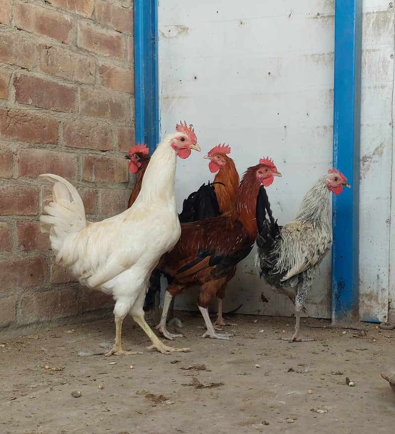 Golden misri desi murgay hens 1