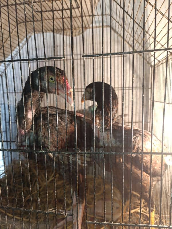 aseel pair for sale one male and one female 5