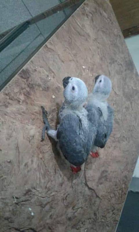 African grey chicks healthy active WhatsApp 03322732050 0