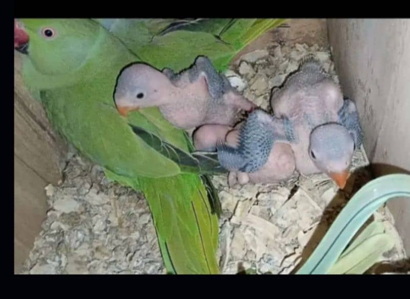 Ringneck Breeder pair 8