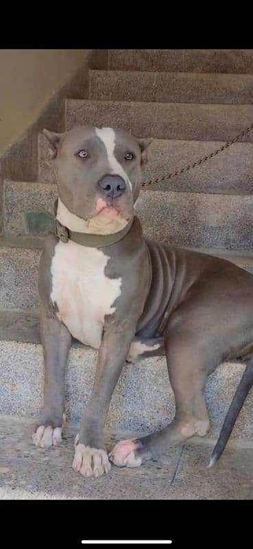 American pitbull terrier breeder female 1