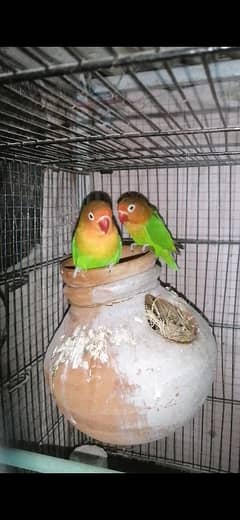 LoveBird Fisher Breeder pair