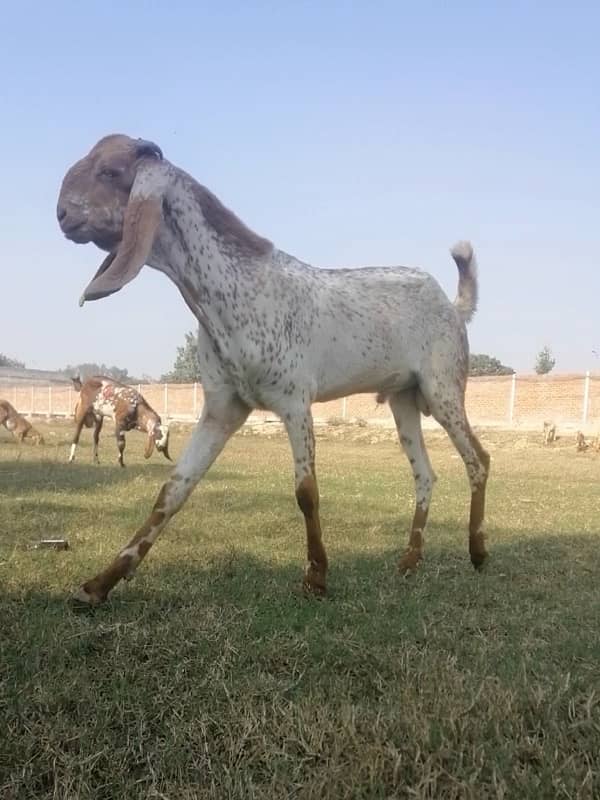 maki cheni male goats 0