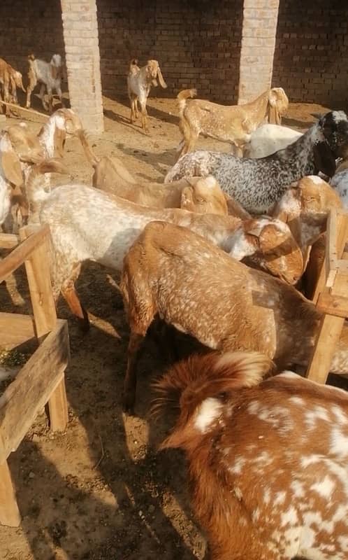 maki cheni male goats 1