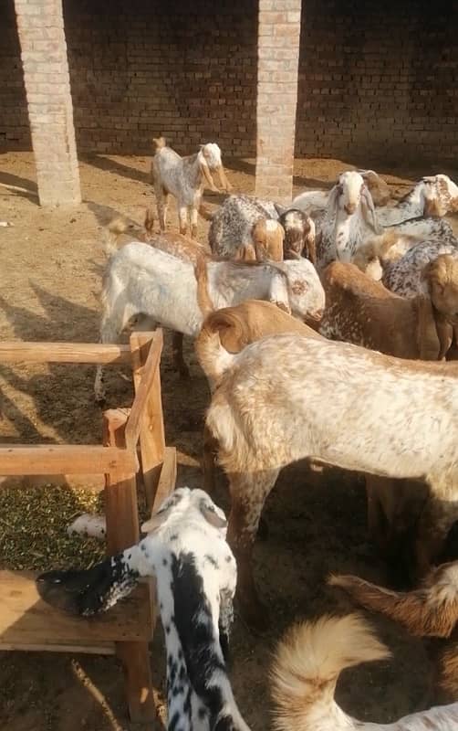 maki cheni male goats 2