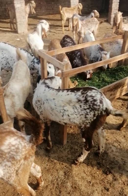 maki cheni male goats 3