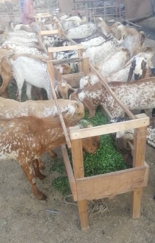 maki cheni male goats 4