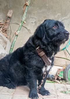 Labrador female age 2 years